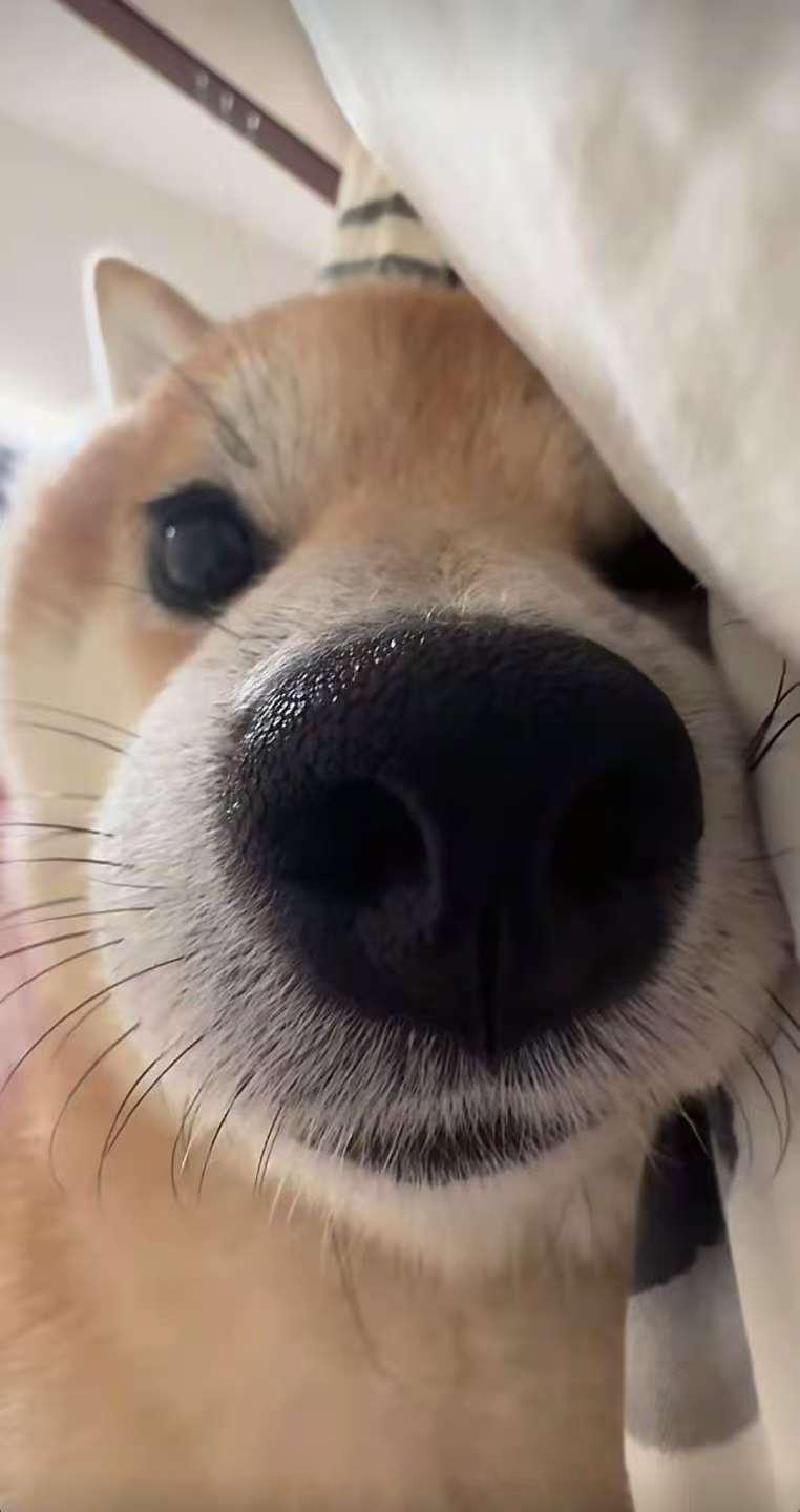 亲爱的人，祝你2026年快乐